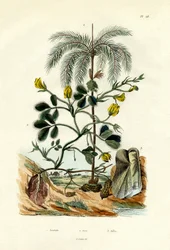 Arachide, 1833-39